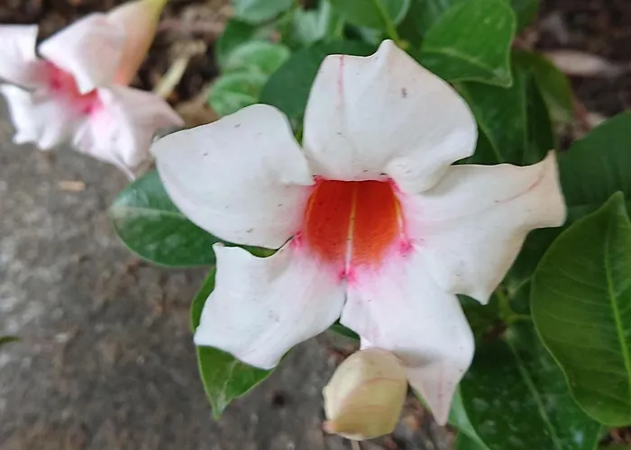 L'ulivina - Entspannung Garten Sonnenterrasse By Interhome * Σορέντο